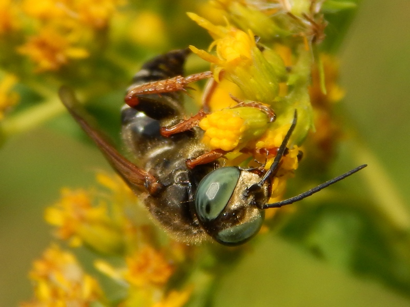 Crabronidae Crabroninae Larrini: Tachytes etruscus